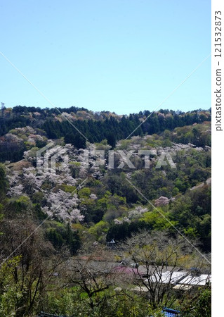 櫻花盛開的櫻山 [相模原市津久井 4 月] 121532873