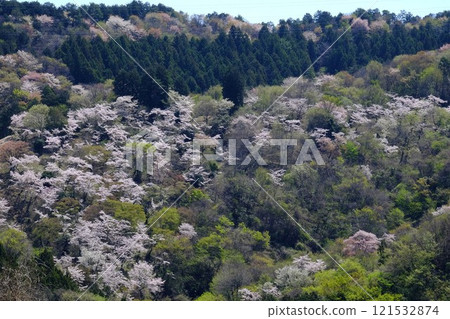 井野櫻山 [相模原市築井市 4月] 121532874