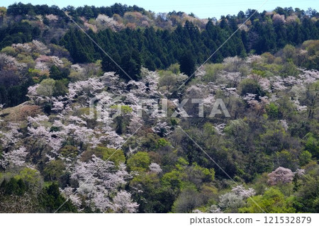 Fresh greenery and cherry blossoms on Sakurayama [Tsukui, Sagamihara City, April] 121532879
