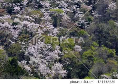 灌木叢中的櫻花 [相模原市築井市 4 月] 121532880
