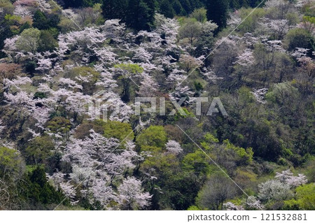雜樹和櫻花[相模原市津久井4月] 121532881