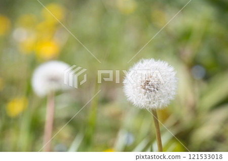 White dandelion fluff 121533018