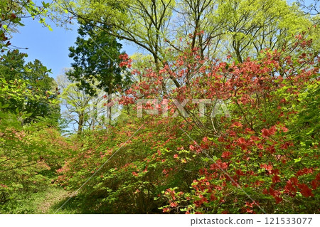 Blooming mountain azalea colonies around Nihongi Pass (Higashichichibu Village) 121533077