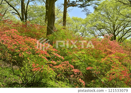 日本義嶺(東秩父村)周圍盛開的山杜鵑花群 日本義嶺(東秩父村)周圍盛開的山杜鵑花群 121533079
