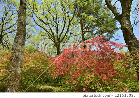 Blooming mountain azalea colonies around Nihongi Pass (Higashichichibu Village) Blooming mountain azalea colonies around Nihongi Pass (Higashichichibu Village) 121533083
