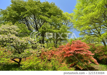 Blooming mountain azalea colonies around Nihongi Pass (Higashichichibu Village) Blooming mountain azalea colonies around Nihongi Pass (Higashichichibu Village) 121533084