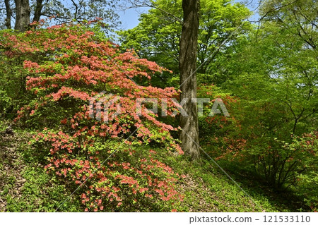 Blooming mountain azalea colonies around Nihongi Pass (Higashichichibu Village) 121533110
