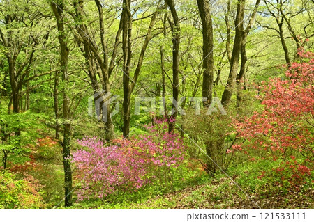 Blooming mountain azalea colonies around Nihongi Pass (Higashichichibu Village) 121533111