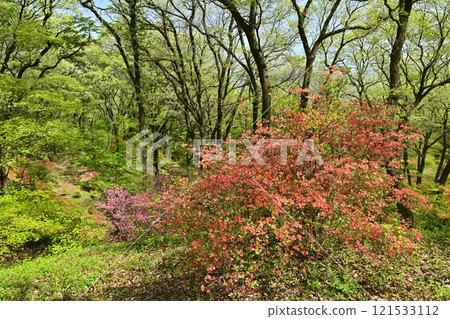 Blooming mountain azalea colonies around Nihongi Pass (Higashichichibu Village) 121533112