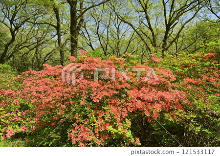 Blooming mountain azalea colonies around Nihongi Pass (Higashichichibu Village) 121533117