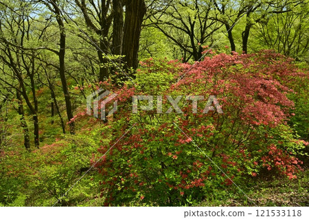 Blooming mountain azalea colonies around Nihongi Pass (Higashichichibu Village) 121533118