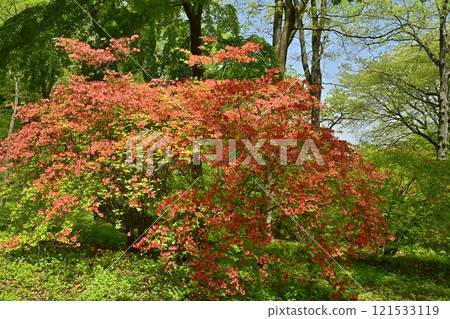 日本義嶺(東秩父村)周圍盛開的山杜鵑花群 日本義嶺(東秩父村)周圍盛開的山杜鵑花群 121533119
