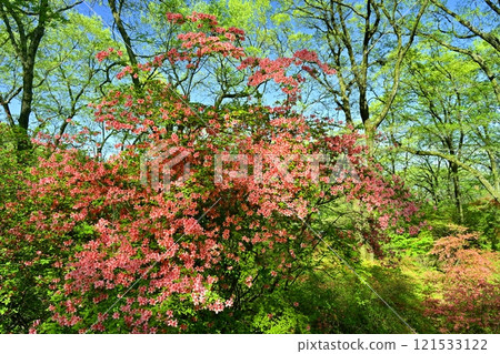 Blooming mountain azalea colonies around Nihongi Pass (Higashichichibu Village) 121533122