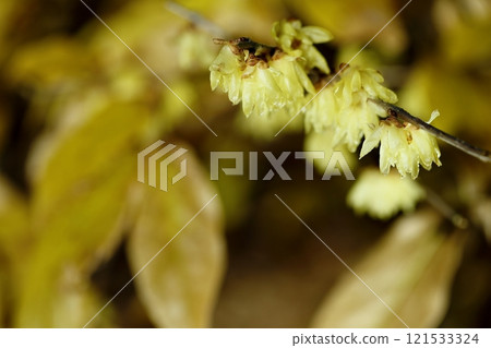 早春的蠟梅花盛開 121533324