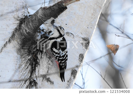 White-backed woodpecker perching on a tree 121534008