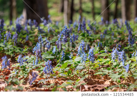 北海道平取町蝦夷園作為初春的森林帶來了溫柔的色彩 [4 月] 121534485