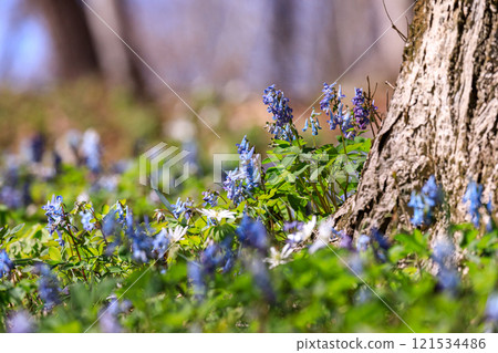Corydalis ambigua gently colors the early spring forest in Biratori, Hokkaido [April] 121534486