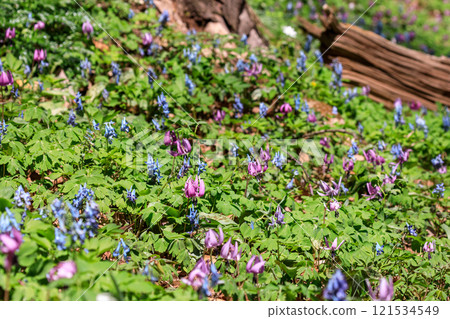 北海道平取町、蝦夷作和卡塔栗為早春的森林著色 [4 月] 121534549