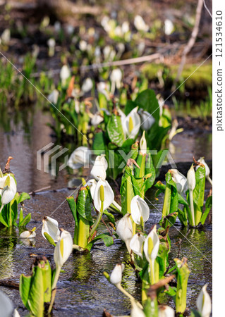 Beautifully blooming skunk cabbage in Chitose, Hokkaido [April] 121534610
