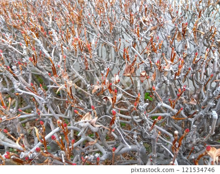Buds of Enkianthus campanulatus planted in early spring Buds of Enkianthus campanulatus planted in early spring 121534746