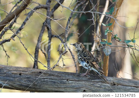 虎斑地鶇 121534785