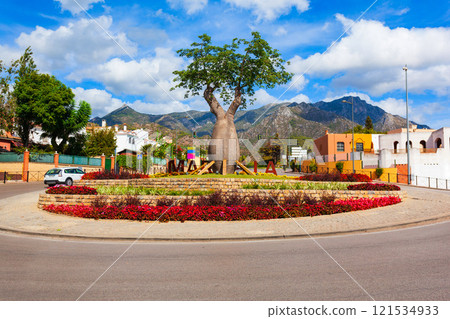 Baobab tree or bottle tree in Marbella city 121534933