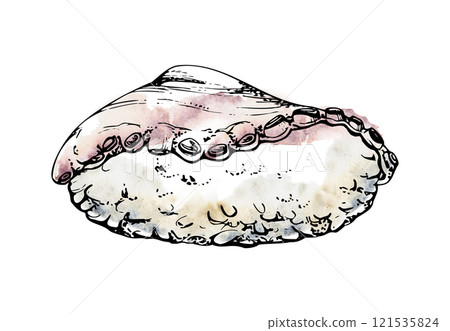 Traditional Japanese food, nigiri sushi raw fish on rice ball, octopus tako tentacle slices hand drawn in watercolor, ink. Isolated illustration for restaurant, cafe menu, kitchen, cooking recipe book Traditional Japanese food, nigiri sushi raw fish on rice ball, octopus tako tentacle slices hand drawn in watercolor, ink. Isolated illustration for restaurant, cafe menu, kitchen, cooking recipe book 121535824