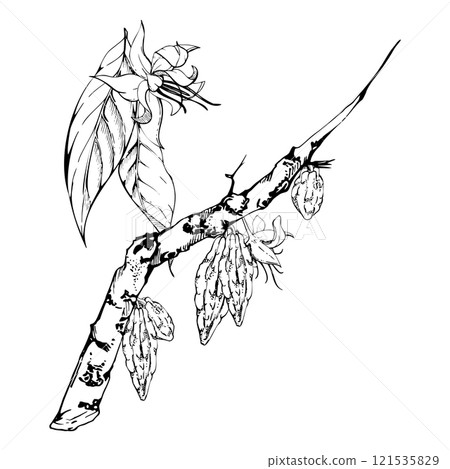 Coffee cocoa cacao, nature tropical exotic tree branch, flowers leaves. Hand drawn ink vector illustration isolated white background. Design travel, cafe shop brochure, print, botanical garden ads Coffee cocoa cacao, nature tropical exotic tree branch, flowers leaves. Hand drawn ink vector illustration isolated white background. Design travel, cafe shop brochure, print, botanical garden ads 121535829
