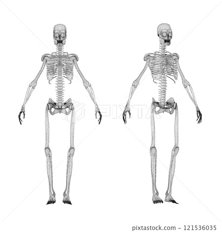 Set with human skeleton wireframe from black lines isolated on white background. Front view. 3D. Vector illustration. 121536035