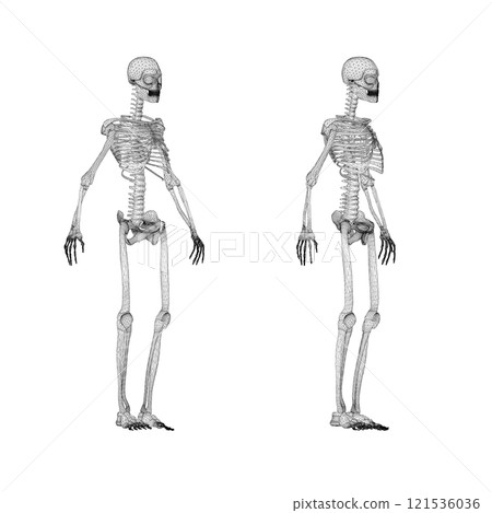 Set with human skeleton wireframe from black lines isolated on white background. Front view, side view. 3D. Vector illustration. 121536036