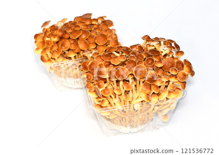 菇（平菇） 121536772