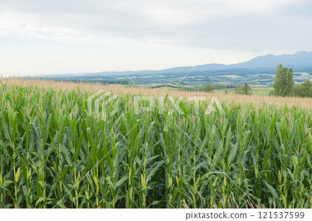 【上富良野町千坊峠的秋天玉米田】 121537599