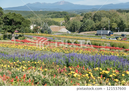 【從澤布山看美瑛町秋花】 121537600