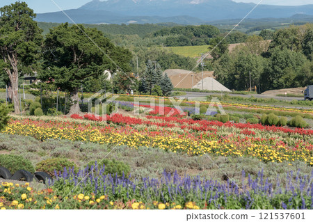 【從澤布山看美瑛町秋花】 121537601