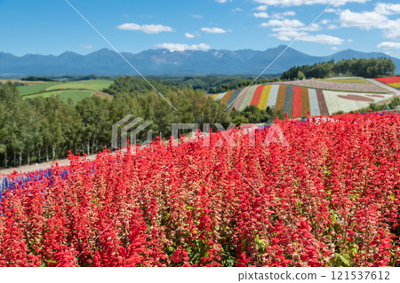 [美瑛町四季彩之丘的秋景與十勝岳] 121537612