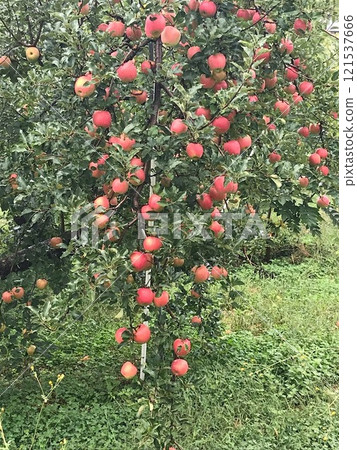 Apple tree with apples Apple tree with apples 121537666