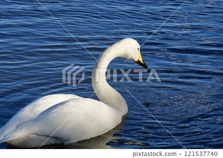 漂浮在水面特寫的美麗天鵝 漂浮在水面特寫的美麗天鵝 121537740