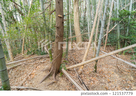 英氣山頂（矢田山） 121537779