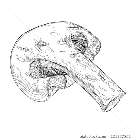 Outline of a mushroom cut in half from black lines isolated on a white background. Perspective view. 3D. Vector illustration. 121537861