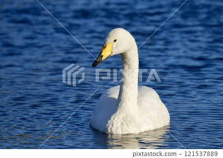 Cute swan floating on the water - Close-up 121537889