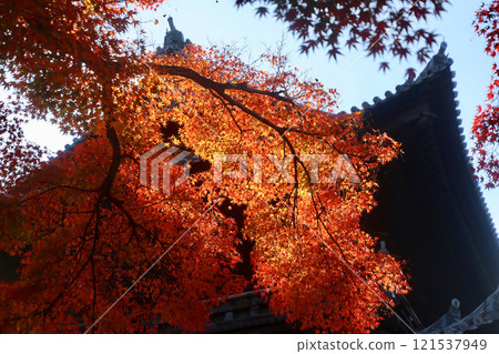 南禪寺、三門、秋葉（京都府左京區） 121537949