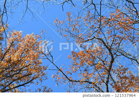 A winter day in the park, looking up at the treetops A winter day in the park, looking up at the treetops 121537964