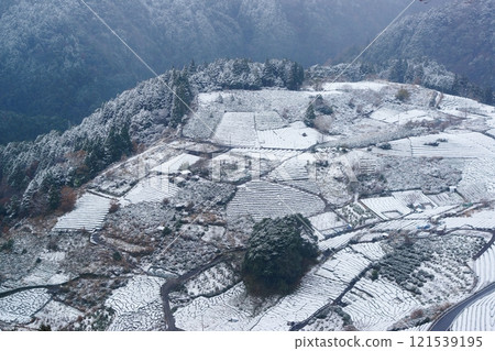 Snowy tea fields in the sky 121539195