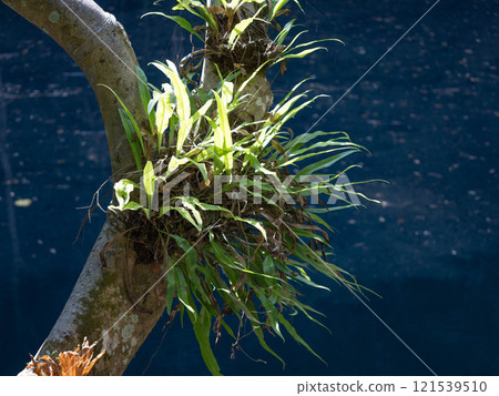 Mistletoe plants that grow on tree trunks in the forest. 121539510