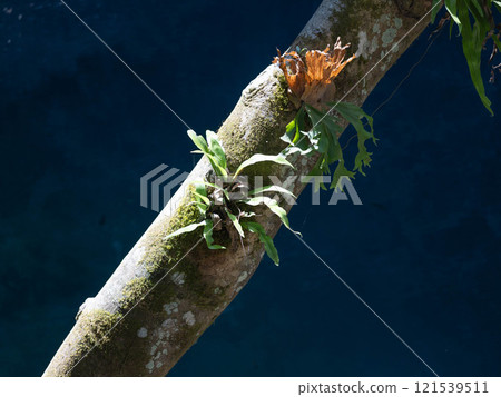 Mistletoe plants that grow on tree trunks in the forest. Mistletoe plants that grow on tree trunks in the forest. 121539511
