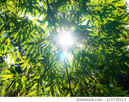 View from below to the top of a large tree in a tropical forest. Sun rays in the tree crown. Nature background 121539513