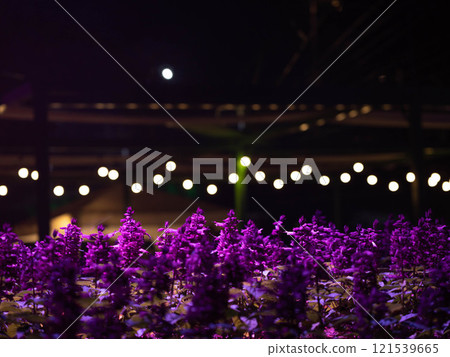 Light and sound show and colorful flower garden decoration at the ASEAN Flower Festival, Chiang Rai Province, Thailand. Light and sound show and colorful flower garden decoration at the ASEAN Flower Festival, Chiang Rai Province, Thailand. 121539665