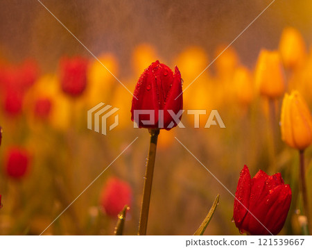 Colorful flower garden decoration at the ASEAN Flower Festival, Chiang Rai Province, Thailand. 121539667