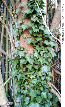 Tree covered with ivy Tree covered with ivy 121539747