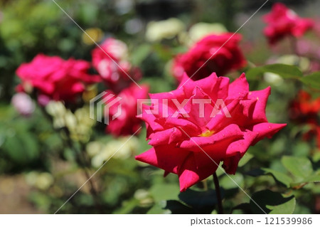 gardening roses, 121539986